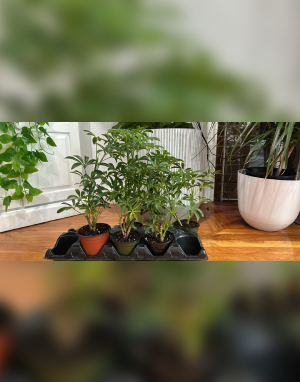 Indoor Plants