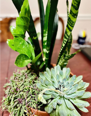 Indoor Plants
